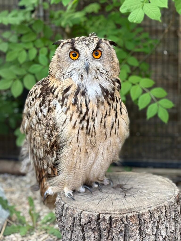 exotic animal rescue in the UK