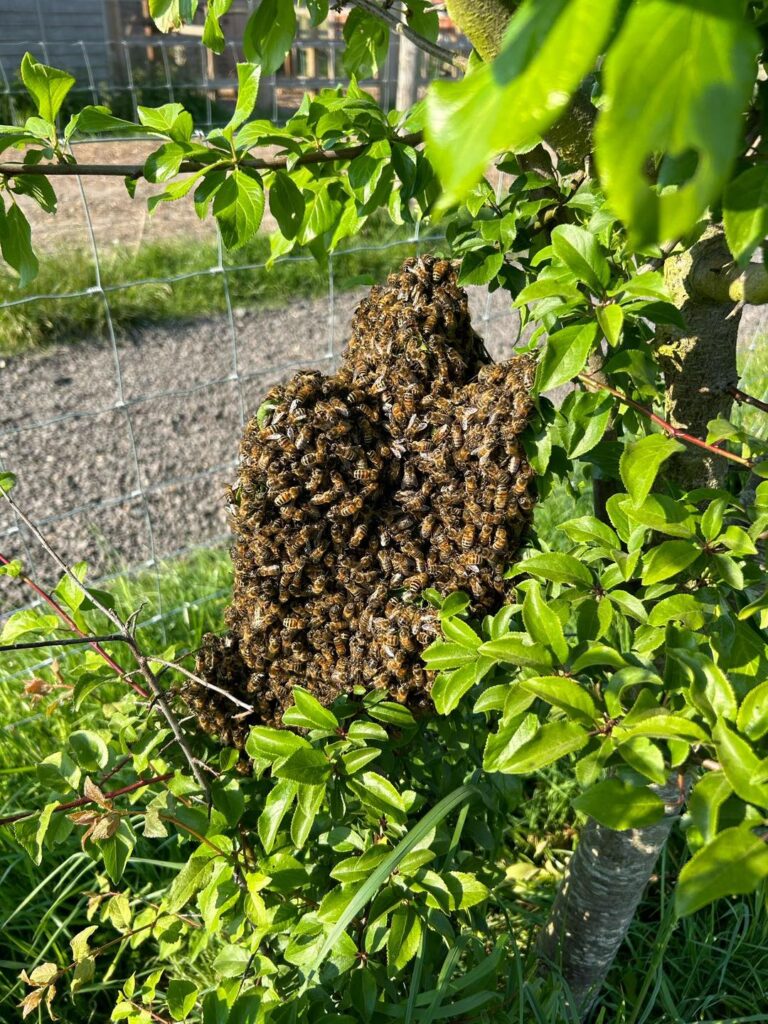 bees in Brentwood where to see animals in Essex
