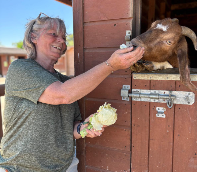 volunteering with animals in Essex
