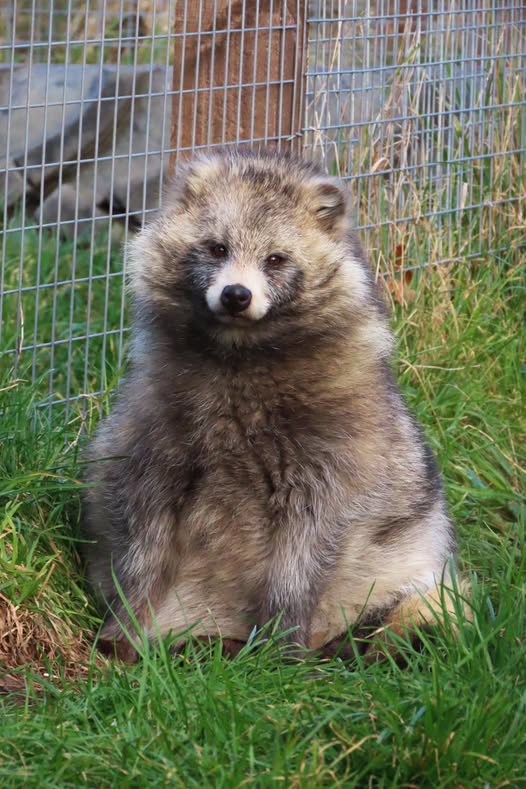 best exotic animal rescue Essex Yoshi