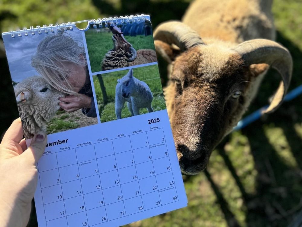 best animal charity to support