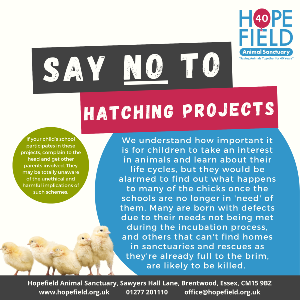 Hatching Projects (50cm x 50cm)